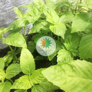 BASIL – Cây húng quế tây Khánh Hoà - chậu Pot7.5  (thaomoctamgarden)