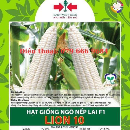 Hạt giống bắp nếp lai F1 Lion 10  gói 500 gram