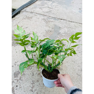Cây Trầu bà lá xẻ form nhỏ-Monstera mini