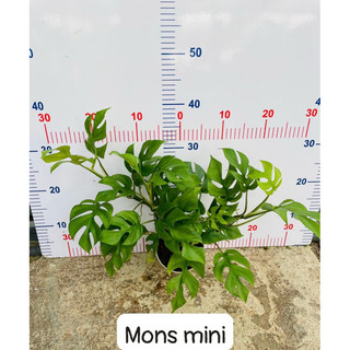 Cây Trầu bà lá xẻ form nhỏ-Monstera mini