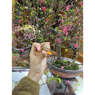 kẹo dừa sakura- kẹo dừa hottrend