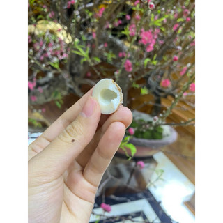 kẹo dừa sakura- kẹo dừa hottrend