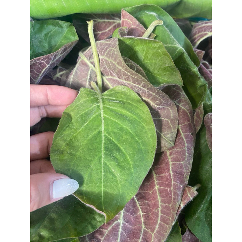 LÁ MƠ TƯƠI CÓ ĐƠN MỚI HÁI