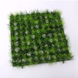 Cỏ bụi mẫu 1 (10bụi)