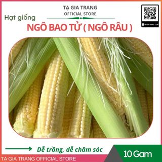 Hạt giống Ngô bao tử ( Ngô râu ) dinh dưỡng cao, nhanh thu hoạch