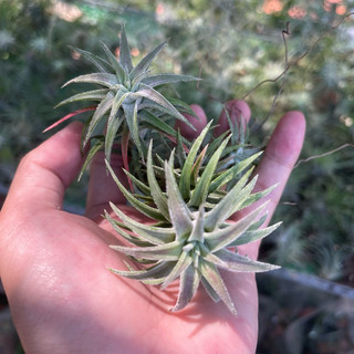 Cây không khí rồng đỏ ionantha vanhyningi size lớn