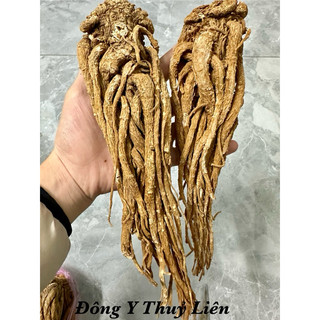 ĐƯƠNG QUY KHÔ (Mới, đẹp,size 15-16 củ/kg) [1KG]
