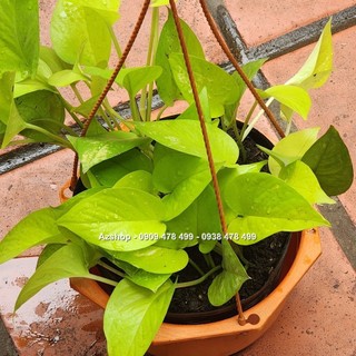 Trầu Bà Thái Vàng - Neon Pothos