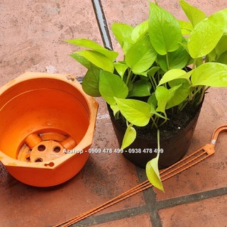 Trầu Bà Thái Vàng - Neon Pothos