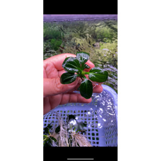  Trầu iguazu 2009 - Cây Thủy Sinh 