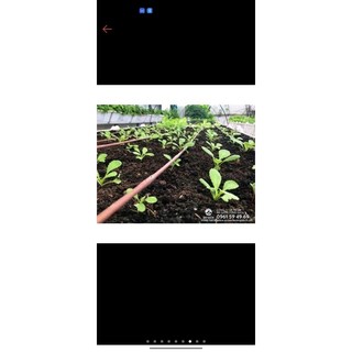 Đất trồng cây