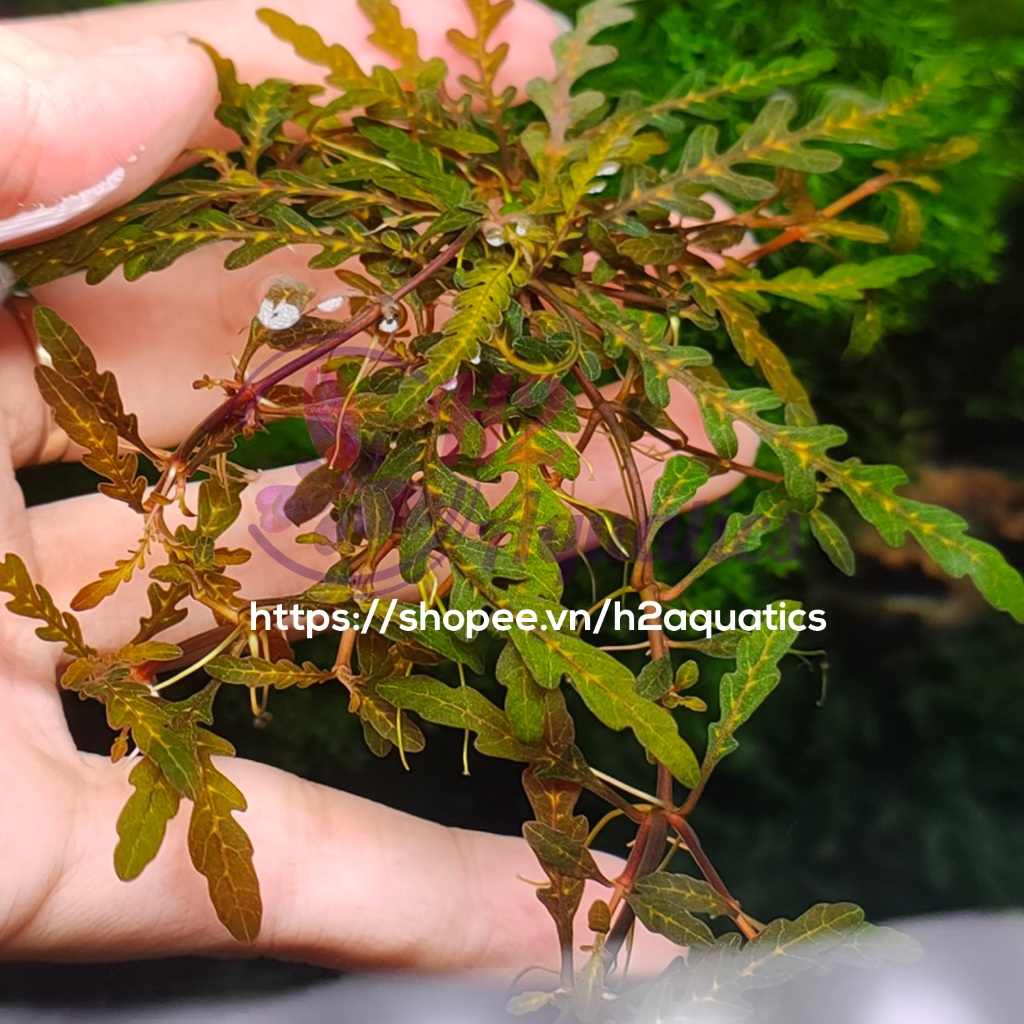 Liễu đỏ răng cưa lùn xoè lá nước (bụi nhỏ) - Cây Thuỷ sinh Lá nước - H2 Aquatics