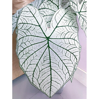 Củ giống môn giáng sinh caladium White Christmas to