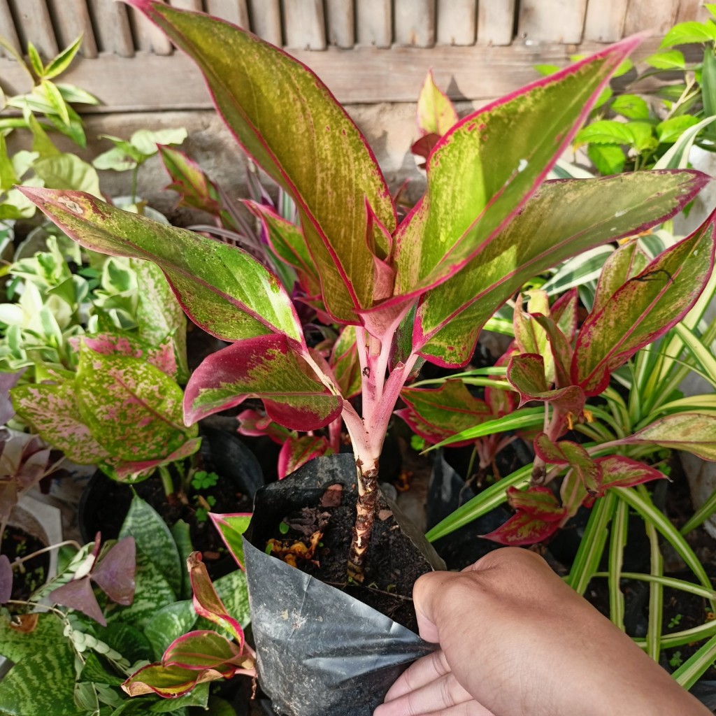 Cây phú quý giống (cây to cao 25-40cm)
