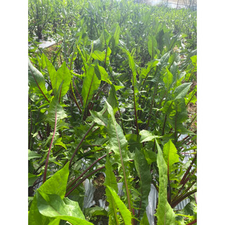 Trà bồ công anh tím- Hữu cơ- Đà Lạt