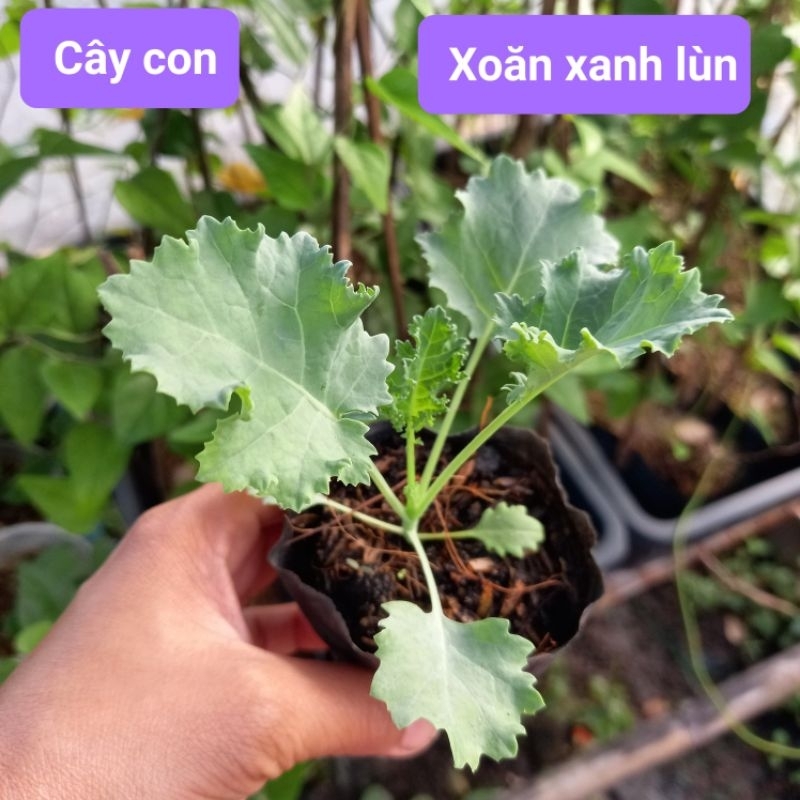 Cây giống cải kale xoăn xanh, xoăn xanh lùn(Mỹ), tím(size nhỏ)