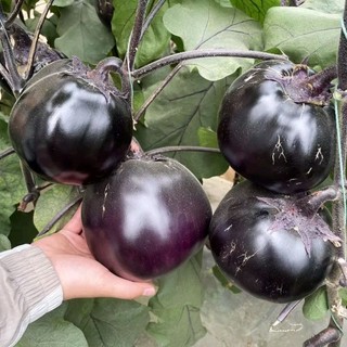 50 Hạt giống cà tím tròn Nabi F1 khổng lồ_ Nảy 95%