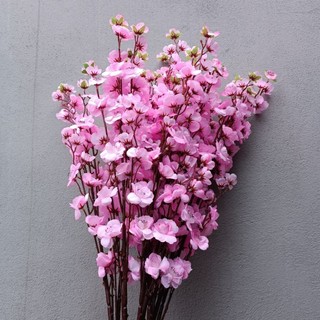 Cành hoa anh đào
