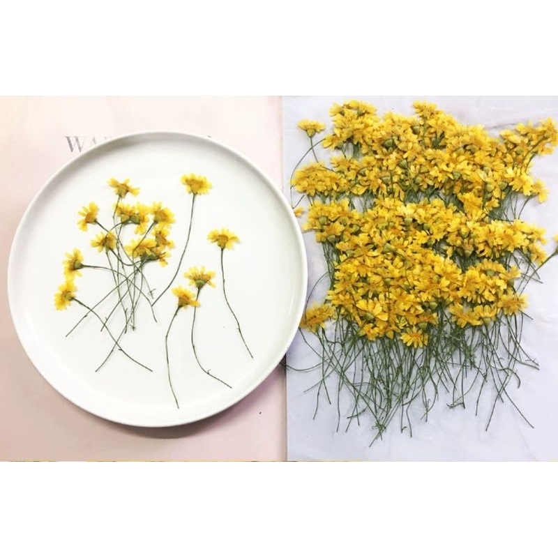 Hoa goldenrod vàng ép khô nguyên cành handmade làm resin, DIY  khung tranh, epoxy