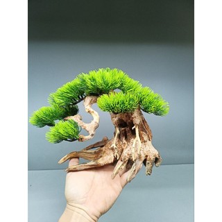 Cây gỗ Lũa Bonsai Tán Tùng [Cam, đỏ, xanh, vàng kem]