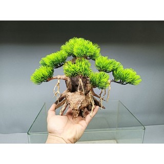 Cây gỗ Lũa Bonsai Tán Tùng [Cam, đỏ, xanh, vàng kem]