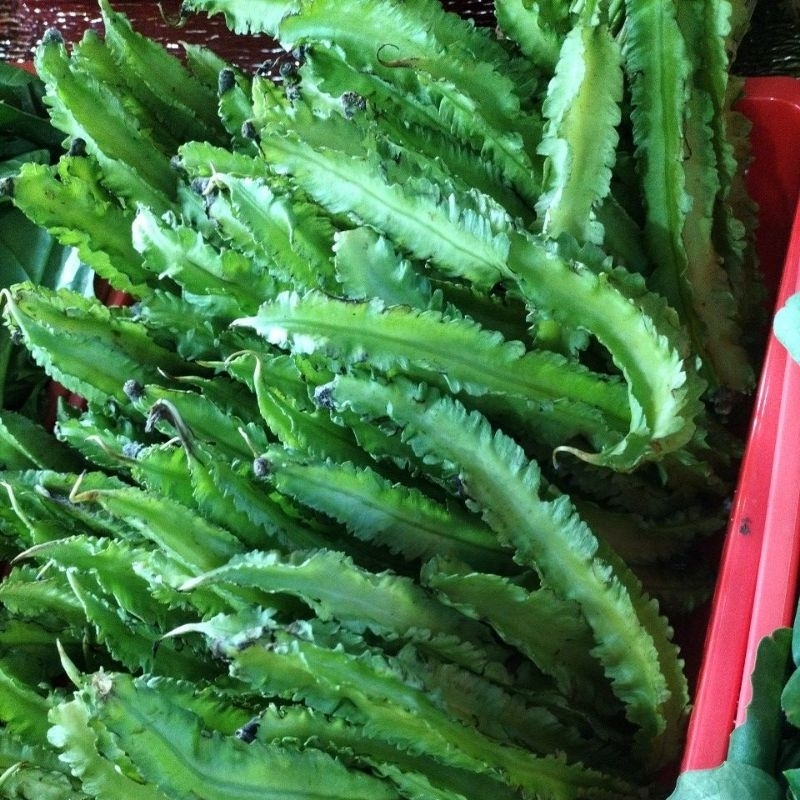 đậu rồng 500g