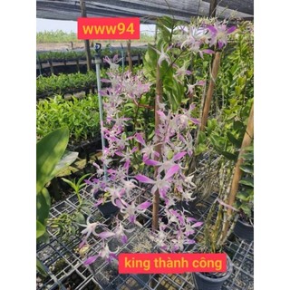 Hoa lan Dendro nắng King Thành Công chậu trưởng thành, nhiều thân