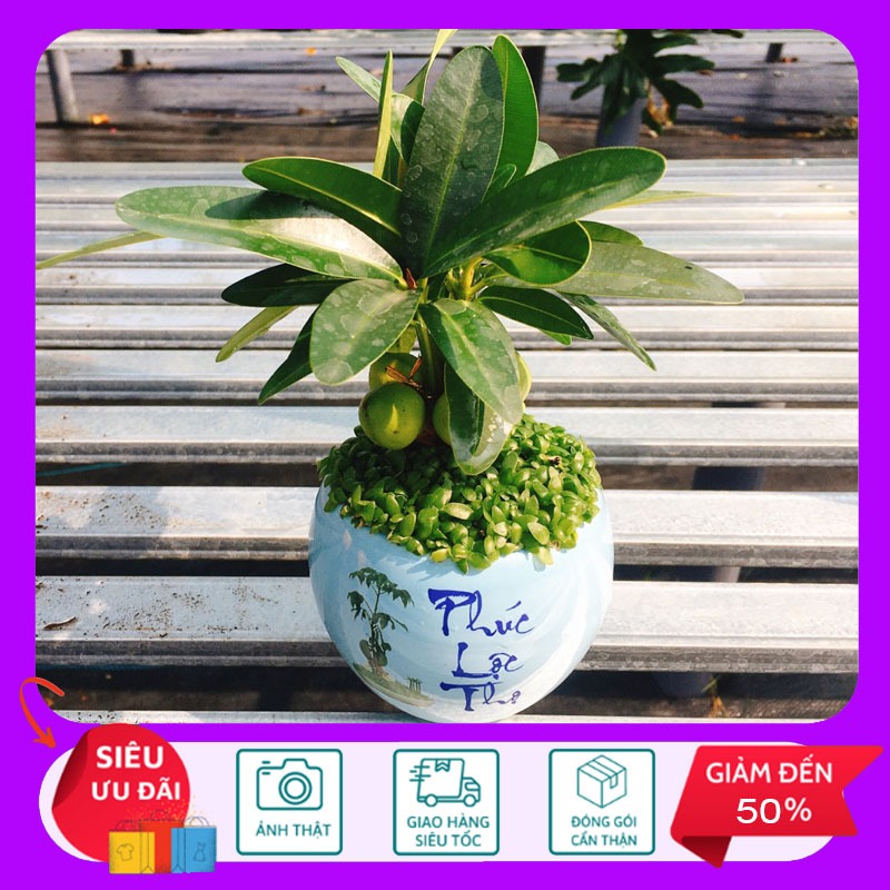 Cây May Mắn - Cây phong thủy - Cây cảnh mini để bàn - HKNG