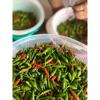 [MMUOI.COX] • SỐT MUỐI CHANH ỚT XIÊM XANH _ CHAI 1.400gr