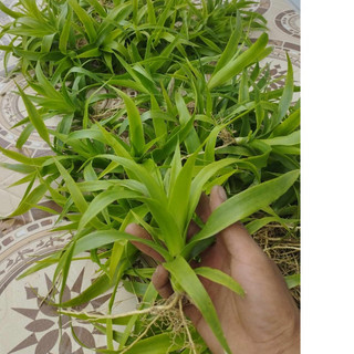 Cây giống phát tài núi lá ngắn