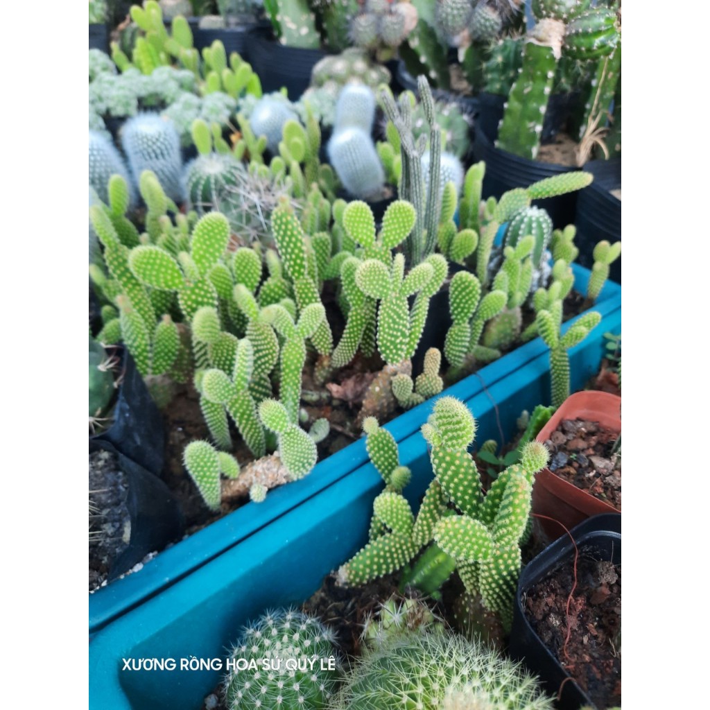 Xương rồng giá rẻ Tai thỏ. Đơn >100k tặng 3 cây xr