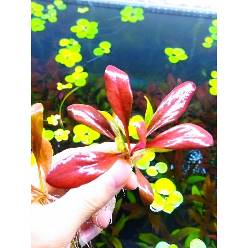 Cải đỏ thủy sinh - Cây thủy sinh trung cảnh