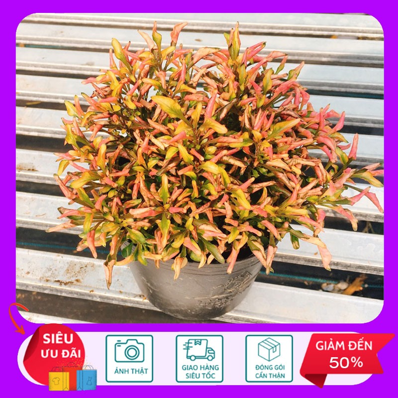 Cây Kỉ Đỏ - Cây cảnh mini trang trí - HKNG