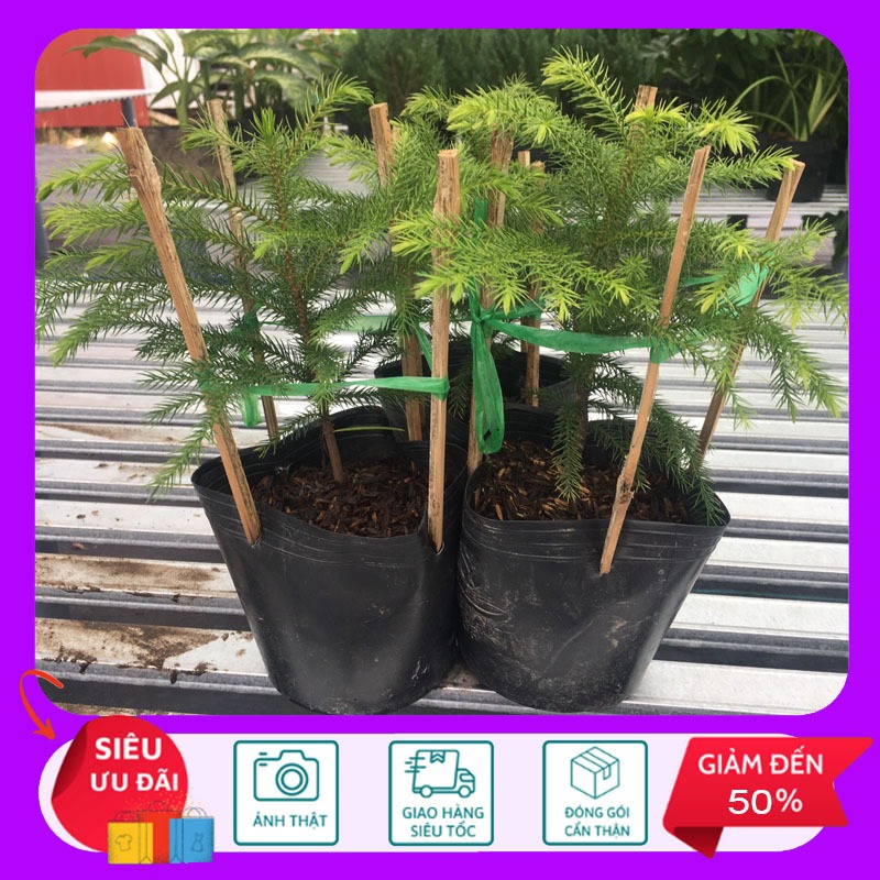 Cây Tùng Kim - Cây cảnh để bàn - Cây Cảnh Sân Vườn - HKNG