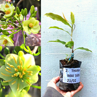 Cây hoa Thanh Mai chuẩ giông, gốc ghép khoẻ
