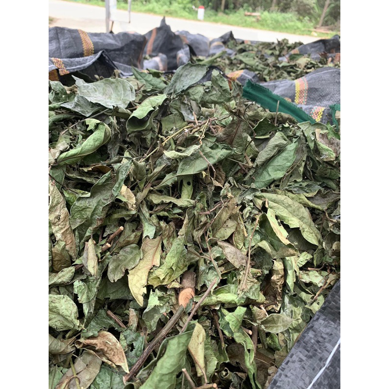 Combo 5kg Xạ đen Hoà Bình nguyên lá  giải nhiệt, ngủ ngon, hỗ trợ K - U - Bư/ớu