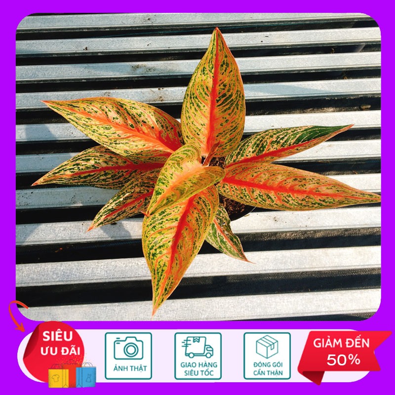 Cây Thịnh Vượng - Cây cảnh để bàn - HKNG