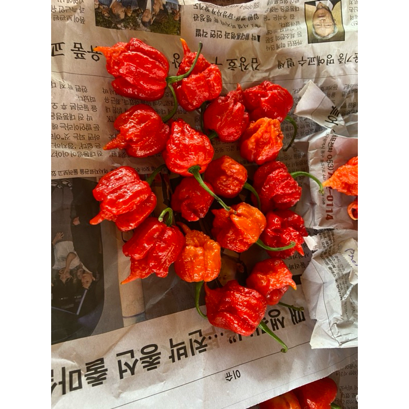 Hạt giống ớt carolina reaper