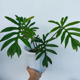 Cây Trầu bà lá xẻ Mayoi - Philodenron mayoi