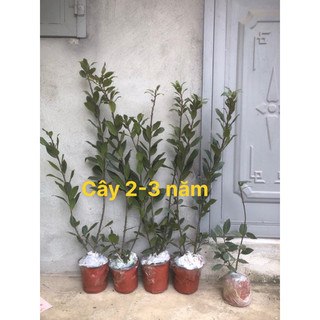 Nguyệt quế hi lạp - Bay leaf - Laurel