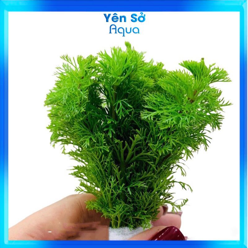 Cây thủy sinh Tiểu bảo tháp Phụ kiện bể cá Combo 5-20 bó cây thuỷ sinh cắt cắm lá cạn dễ trồng Yên sở Aqua