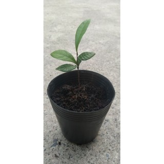 Cây giống cây thần kì