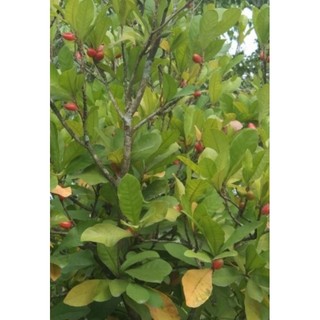 Cây giống cây thần kì