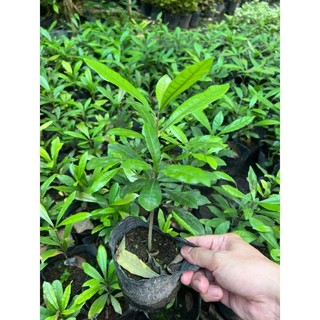 Cây giống cây thần kì