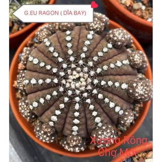 Gymnocalycium Ragonnesi gieo hạt Size 3cm🌵