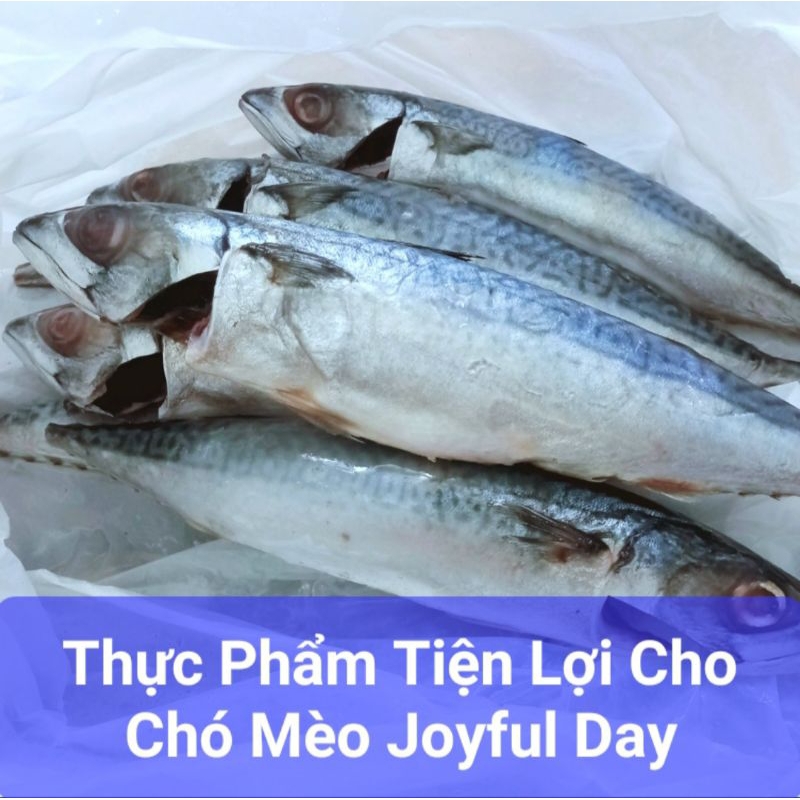 1Kg Cá Nục lớn đã sơ chế, nấu/làm pate tươi cho chó mèo 5-7c/kg 🐶🐱❤️ - Joyful Day