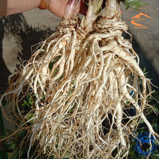 Sâm đương quy tươi Sìn Hồ củ già loại 1. Sâm đương quy ngâm rượu tươi, sấy khô giúp bổ huyết, tăng sức đề kháng