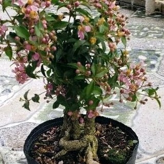 Cây Hồng Ngọc Mai ( sơ ri cảnh) bộ rễ  đẹp  để  uốn bonsai