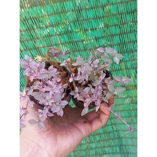 Pink lady trồng bầu