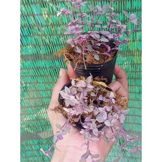 Pink lady trồng bầu